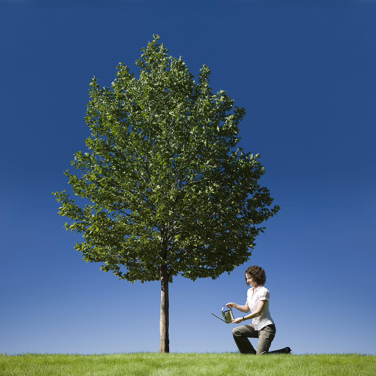 a small business person watering a tree to show growth strategies for independent Agency Success